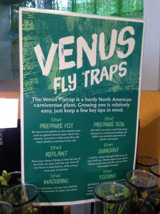 Venus Fly Trap Info